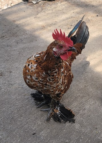 Game bantam fertile hatching - game,
