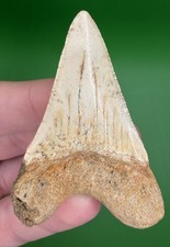 XL 2.29” GREAT WHITE Fossil