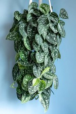 Scindapsus pictus 'Argyraeus'