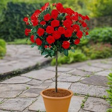 Standard Rose, Patio Red, Gift