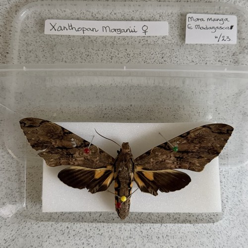 Entomology xanthopan morganii - entomology,