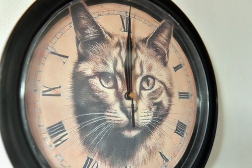 Cat kitten lovers wall clock - kitten,