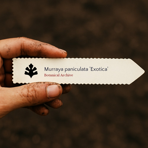 Murraya paniculata exotica - paniculata, |