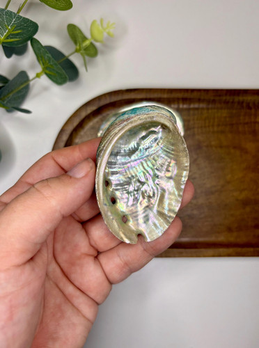 70mm 100mm abalone shells - -,