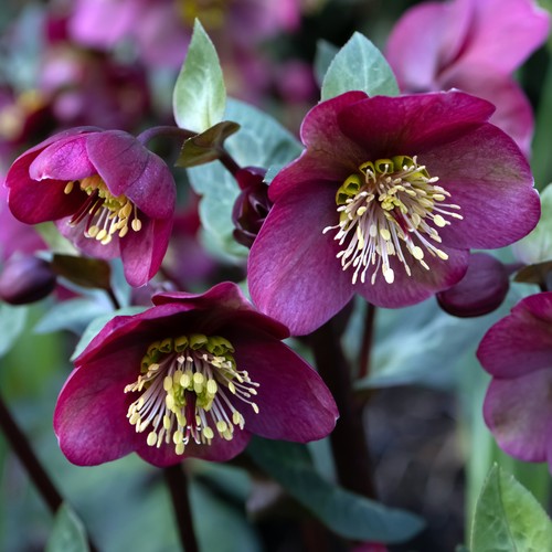 Helleborus early dark - helleborus,