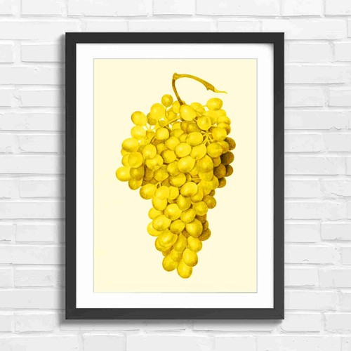 Vintage botanical bunch grapes - botanical,