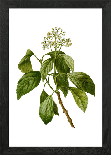 Vintage climbing hydrangea - vintage,
