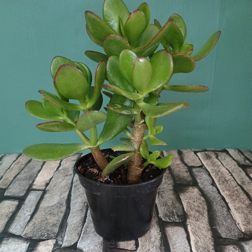 Money plant jade - plant, house