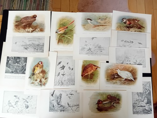 Vintage bird book - book, 1930
