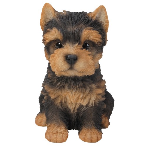 Yorkshire terrier yorkie - yorkshire, puppy