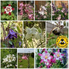 Aquilegia Mix - Columbine - Hardy Cottage Perennial  X 100 Seeds