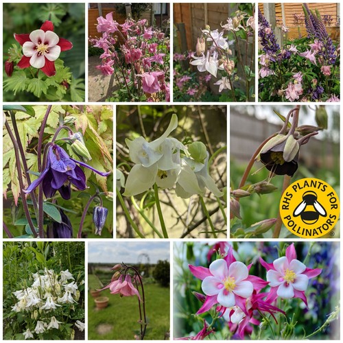 Aquilegia mix columbine - aquilegia,