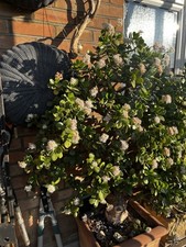 Bonsai Very Lucky 30 Year Old