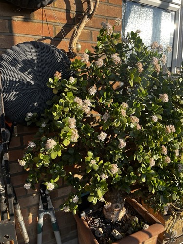 Bonsai very lucky year - year, old