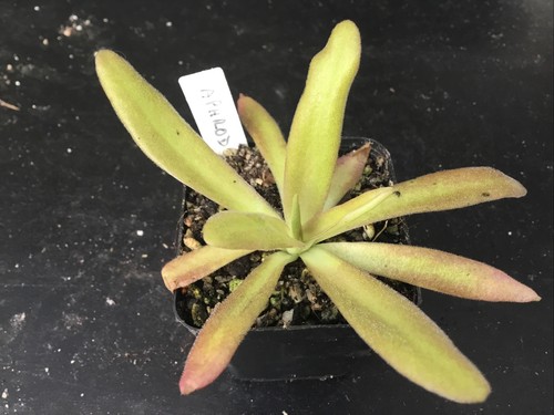Pinguicula aphrodite - pinguicula,