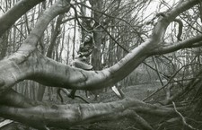 Beautiful woman on tree odd