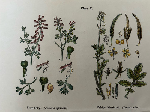 Antique print fumitory white - antique,