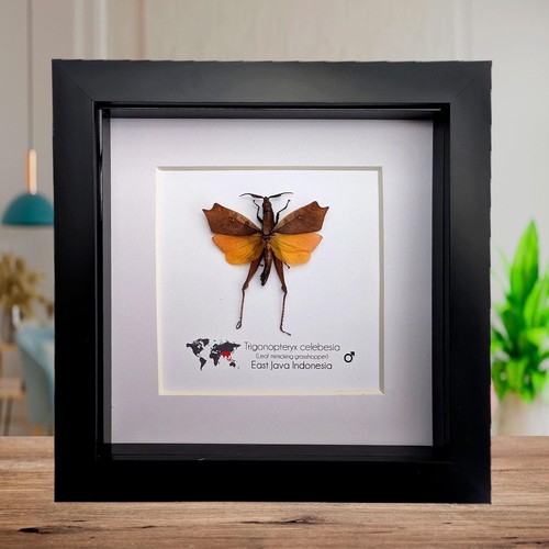 Framed sulawesi leaf