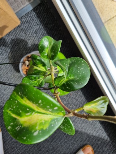 Hoya obovata var - hoya, var.