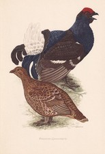 1954 BLACK GROUSE Bird Print -