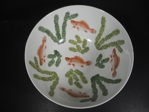 Chinese bowl carp - chinese,