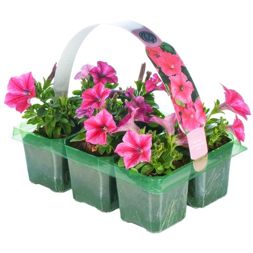 Petunia hot pink touch hanging - hot,