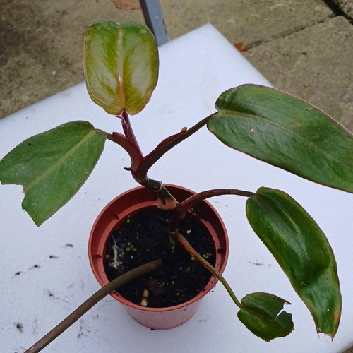 Philodendron live potted - philodendron,