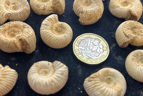 Whole premium ammonites - x2,