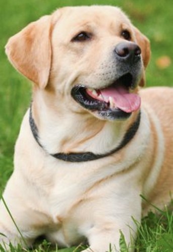 Golden labrador cross - labrador,