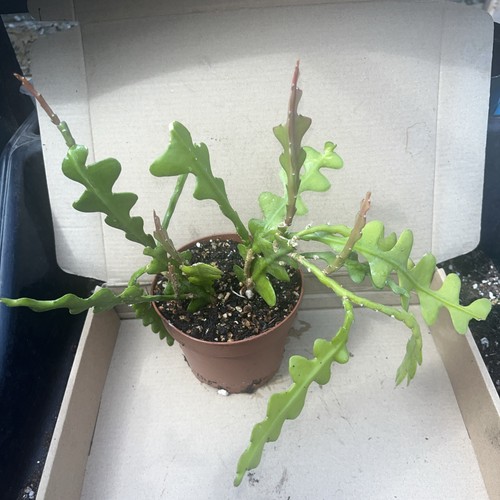 Fishbone cactus epiphyllum - fishbone,