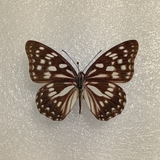 Hestina persimilis Butterfly