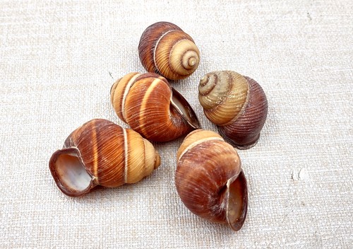 Red brown land snail shells - land,
