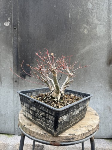 Kabudachi japanese acer - kabudachi,