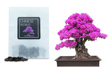 30 Chinese Redbud Bonsai Seeds | Grow Your Own Bonsai Tree | Beginners Gift
