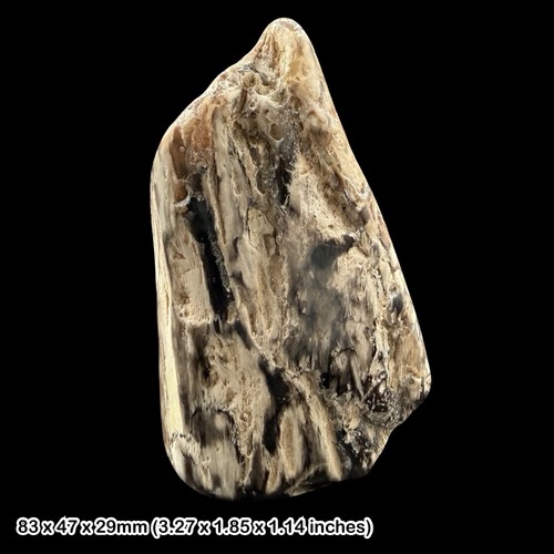 Polished petrified wood fossil - wood,