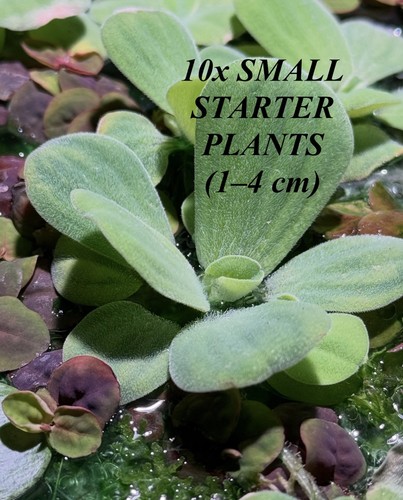 Healthy water lettuce - 10,