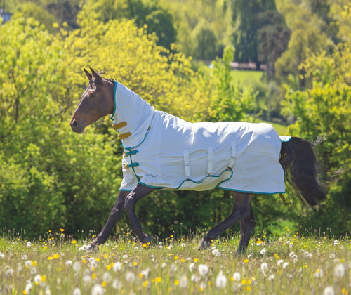 Shires tempest plus sweet - tempest,