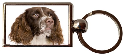 Springer spaniel luxury - spaniel,