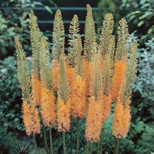 Perennial Plants, Eremurus 'Cleopatra' 3 Bare Roots, Tall Orange Spikes, Hardy