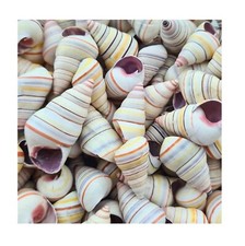 Haitian tree snail spiral - snail,