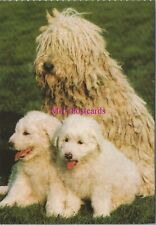 Animals Postcard - Pet Dogs, Komondor With Puppies RR20545