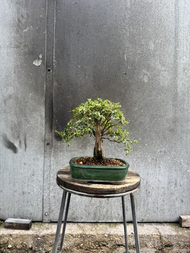 Ulmus parvifolia chinese elm - parvifolia,