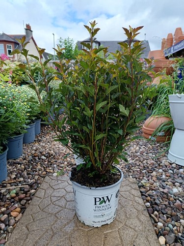 Physocarpus tiny wine - physocarpus, "tiny
