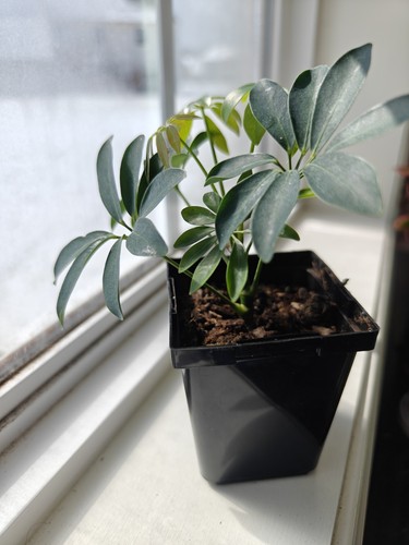 Hawaiian umbrella tree pre - tree,