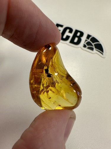 Baltic amber with large - baltic,