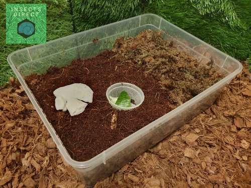 Starter kit snails - starter,