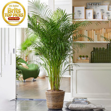 Areca palm large indoor house - palm,