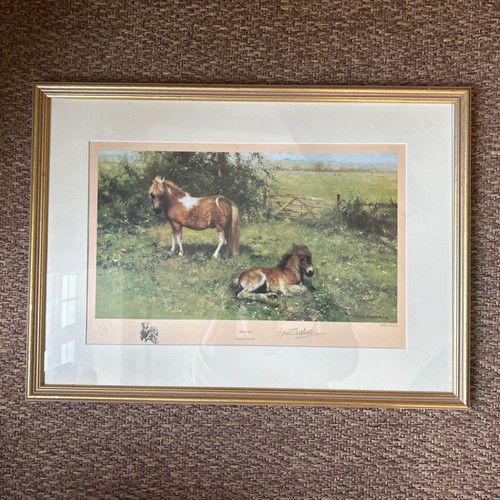 David shepherd shelties - /, /