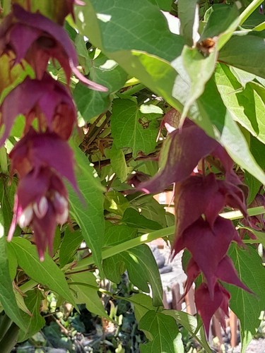 Hymalayan honeysuckle - 1,