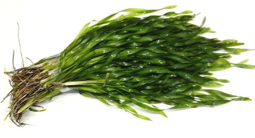 Vallisneria asiatica corkscrew - vallisneria,